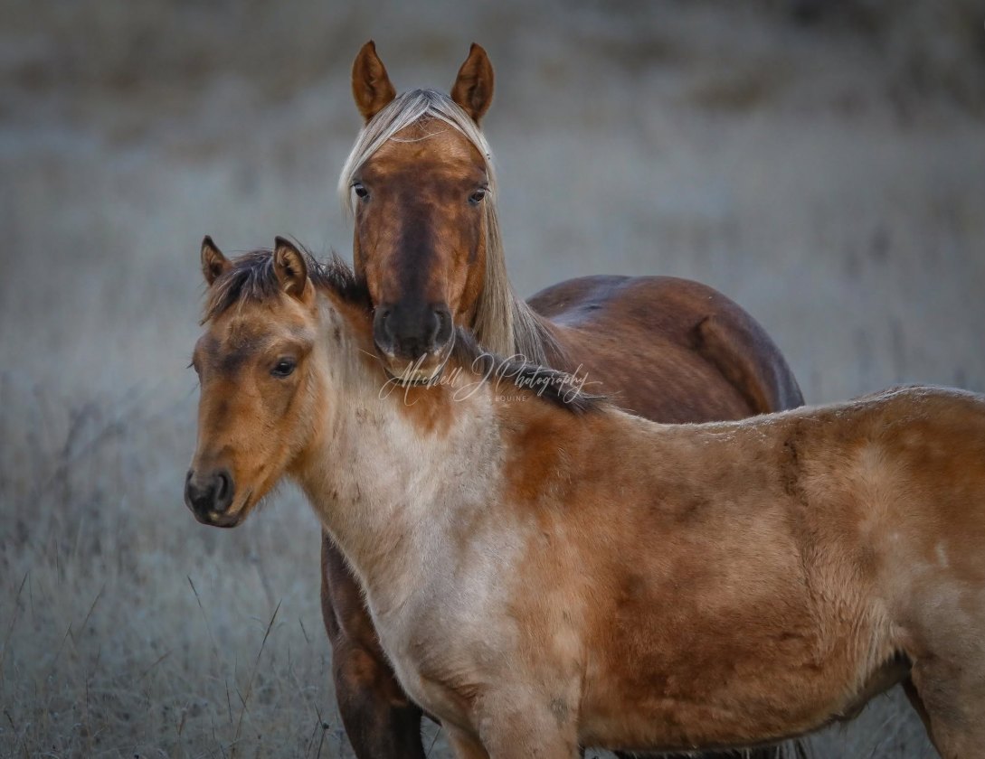 A chestnut brumby mare standing close behind her foal in open grassland at dusk.
