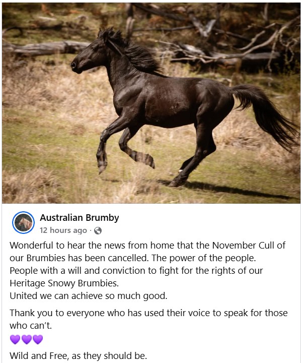 A black brumby at a gallop across open bush, above a shared post reporting that the November cull has been cancelled.